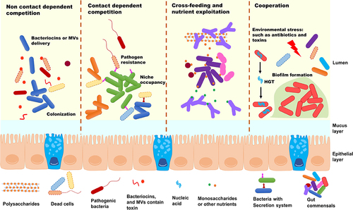 Figure 1. Scheme of gut microbial interaction in gut. Bacterial interactions, whether competitive or cooperative, involve a significant investment of energy and stringent regulatory control. Competitive interactions can take the form of exploitation, or interference, while positive interaction mostly related to nutrients cross-feeding and adaptation to environmental stress. Secretion of toxin by contact-dependent or independent manner will confers the bacterial colonization, facilitate niche occupancy, and also eliminate the pathogenic bacteria. Positive interactions among bacteria primarily revolve around optimizing resource utilization and adapting to environmental stresses such as antibiotics or toxins, which will enhance bacterial fitness to complex gut environment.