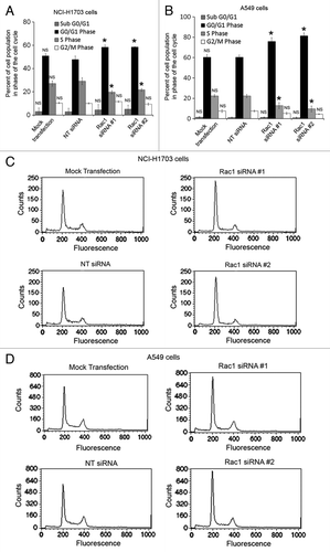 Figure 3. Silencing of Rac1 in NSCLC cells slows progression through the G1 phase of the cell cycle. Changes in cell cycle progression were determined by transfecting NCI-H1703 cells (A) or A549 (B) cells without siRNA (mock transfection) or with the indicated siRNAs and staining the cells with propidium iodide 72 h post-transfection, followed by flow cytometry analysis. Results are the mean ± SE from three independent experiments. Representative histograms of cell cycle analysis conducted with either NCI-H1703 (C) cells or A549 (D) cells treated with the indicated siRNAs. Symbols above a column indicate a statistical comparison of progression through each phase of the cell cycle by the indicated cells vs. the control cells transfected with NT siRNA (NS, not significant; *p < 0.05).