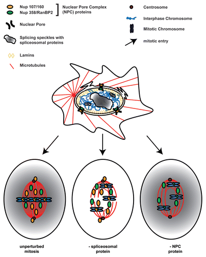 Figure 2 The role of splicing proteins in open mitosis. During Interphase (top) the nuclear envelope ensures spatial separation of nuclear and cytoplasmic processes and NPCs (Nuclear Pore Complex) mediate exchange of molecules between the cytoplasm and the nuclear compartment. Special areas in the nucleus harbor many splicing proteins (“splicing speckles”, top, gray gradient). With the onset of mitosis (arrows) phosphorylation of lamins and NPC proteins triggers the disassembly of the nucleus. Some components of the NPC directly contribute to open mitosis; their knock-down results in cell division defects (bottom, right). These are relocalized to the mitotic spindle or kinetochores (bottom). In contrast, splicing factors are evenly distributed in the open mitotic cytoplasm (bottom, gray gradient). However, their knock-down also leads to defective mitoses (bottom, center).