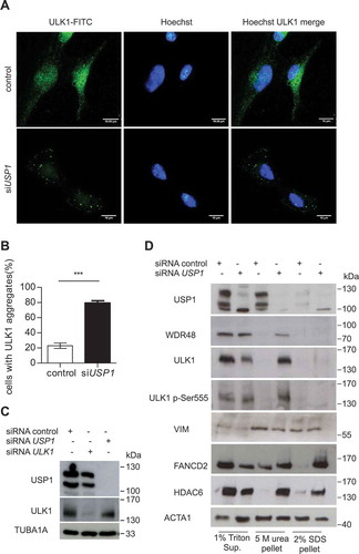 Figure 3. USP1 depletion is coupled to a shift in ULK1 compartmentalization/solubility. (a, b and c) U2OS cells were silenced with scrambled or USP1-specific siRNA. After 72 h they were fixed and immunostained with anti-ULK1 antibody and analyzed by confocal laser scanning microscopy. (a) Representative images. Scale bar: 10 μm. (b) Quantification of the percentage of cells containing ULK1 aggregates. Data are means ± SD of 3 independent experiments *** = P < 0.0001; 50 cells per each condition were analyzed. (c) Control blot. (d) U2OS cells were transfected with scrambled or USP1-specific siRNA; 72 h later, 1% Triton X-100-soluble and -insoluble fractions were separated by centrifugation. Pellets were solubilized alternatively in 5 M urea- or in 2% SDS-containing buffers and analyzed by immunoblot with the indicated antibodies.