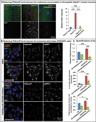 Figure 7. Reducing PtdIns4P levels rescues the endo-lysosomal defects. (a) Left: Immunofluorescence staining of Rab7 in muscles of control and Vap33 mutant larvae. Vap33 mutant larvae are treated with or without PI4KIIIbeta-IN-10 (5 nM, a PtdIns4K inhibitor). Right: Quantification of the Rab7 intensity. (b) HEK293T cells were transfected with control or VAPA/B siRNA and treated with DMSO or PI4KIIIbeta-IN-10 (25 nM) for 4 h prior to immunofluorescence staining of endogenous PtdIns4P and LAMP2. (c) Quantification of PtdIns4P intensity and the lysosomes in (b).