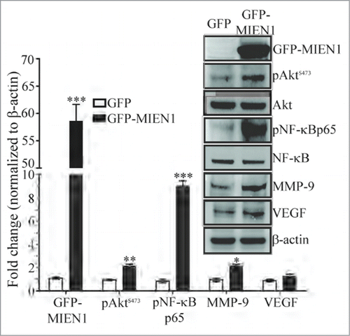 Figure 5. MIEN1 alters expression of key signaling molecules. Western blotting showing the expression of GFP tagged MIEN1 (MIEN1), pAktS473, Akt, pNF-κBp65, NF-κB, MMP-9, VEGF and β-actin (loading control) in GFP and GFP-MIEN1 transfected DOK cells; Quantification of the specific proteins normalized to β-actin from 2 independent experiments.
