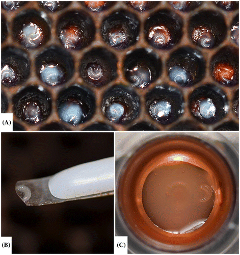Figure 6. Young larvae in frame prior to grafting (A), larva on the filament tip of a Chinese grafting tool while grafting from the frame to the cell cup (B) and larva within cell cup after grafting (C).