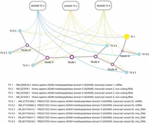 Figure 4. An evolutionary tree of ADAM9 transcripts and the possible regulatory mechanism exists between the expression of ADAM9 RNA transcripts. The ADAM9 RNA transcript variant evolution tree was generated by maximum likelihood analysis. The abbreviations in the corresponding transcripts have been marked, and the nodes in the figure have no practical significance.