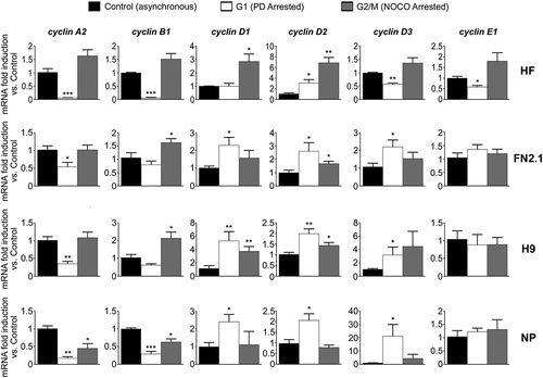 Figure 3. Changes in cyclins mRNA expression levels throughout hPSCs, NP and HF cell cycle progression. Analysis of mRNA expression level changes of cyclins A2, B1, D1, D2, D3 and E1 quantified by RT-qPCR in asynchronous or synchronous G1 (PD arrested) or G2/M (NOCO arrested) HF, FN2.1, H9 and NP cells. rpl7 expression was used as normalizer. Graphs show mean + SEM mRNA fold induction relative to asynchronous control cells, arbitrarily set as 1. N = 5, (*) p < 0.05, (**) p < 0.01 and (***) p < 0.001 vs. Control (asynchronous cells).