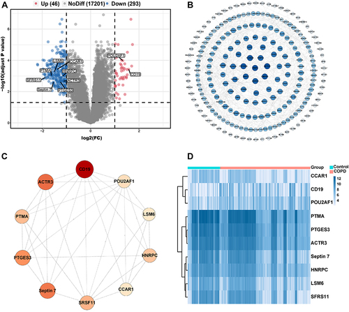 Figure 1 Identification of DEGs and hub genes in COPD. (A) Volcano plot of DEGs. Red dots represent relatively upregulated genes and blue dots represented downregulated genes. No significantly changed genes were marked as gray dots. (B) The PPI network of the DEGs visualized Cytoscape software. The bluer the color, the larger the topological coefficient. (C) Hub genes with the top 10 MCC were identified using the CytoHubba plugin. The redder the color, the larger the MCC. (D) Heatmap of the 10 hub genes.
