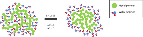 Figure 1 Phase transition mechanism of thermoresponsive hydrogels.