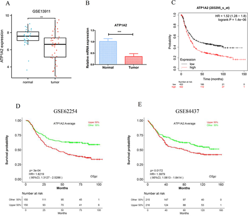 Figure 8 Validation of ATP1A2 gene by independent datasets. Validation of ATP1A2 expression by GSE13911 dataset (A) and clinical samples (B). Validation of ATP1A2 prognostic value by Kaplan-Meier plotter (C), GSE62254 (D), and GSE84437 (E). **p < 0.01, ***p < 0.001.