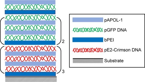 Scheme 3 Layer composition of LbL film 1 made by two different DNA plasmids.Abbreviations: bPEI, branched polyethylenimine; LbL, layer-by-layer; pAPOL, poly(amino pentanol).