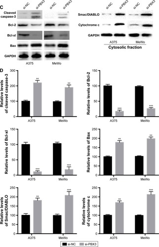 Figure 6 Knockdown of pre-B-cell leukemia transcription factor 3 (PBX3) promotes apoptosis in melanoma cells. Melanoma A375 and MeWo cells were transfected with negative control siRNA (si-NC) or siRNA against PBX3 (si-PBX3) for 24 hours. (A) Cell apoptosis rates were analyzed. (B) Caspase-3 activity was analyzed. (C) Total lysates were subjected to Western blot analysis with the indicated antibodies. (D) Western blot results were quantitatively analyzed. Data are presented as mean ± SD (n=3). All experiments were performed three times, and representative images are presented. **P<0.01, ***P<0.001.