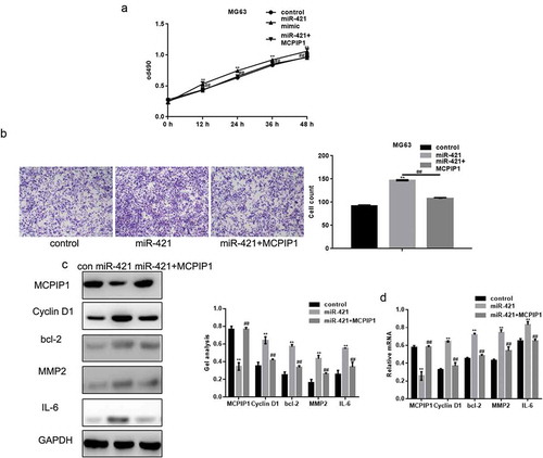 Figure 6. MiR-421 promotes the growth and migration of osteosarcoma cells by targeting MCPIP1 (a) Cells were divided into three groups and transfected with control, miR-421 and miR-421 with MCPIP1 respectively. The proliferation of MG63 cells was detected by MTT assay. Data are shown as mean ± SEM. ** P < .05 control vs miR-421, ##P < .05 miR-421 vs miR-421+ MCPIP1 (b) The migration of MG63 cells was detected by transwell assay. Cells were counted and results represent the mean±SD for three experiments. ** P < .05 control vs miR-421, ## P < .05 miR-421 vs miR-421+ MCPIP1 (c, d) The levels of MCPIP1, Cyclin D1, bcl-2, MMP2 and IL-6 in MG63 cells were detected by western blot and real-time PCR. Data are shown as mean ± SEM. ** P < .05 control vs miR-421, ## P < .05 miR-421 vs miR-421+ MCPIP1.