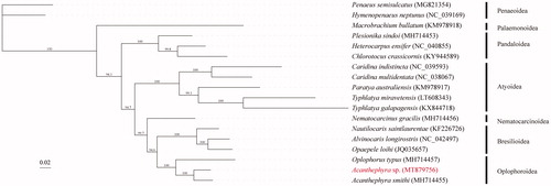Figure 1. Phylogenetic tree of Acanthephyra sp. and other mitogenomes from Decapoda based on mitochondrial PCGs.