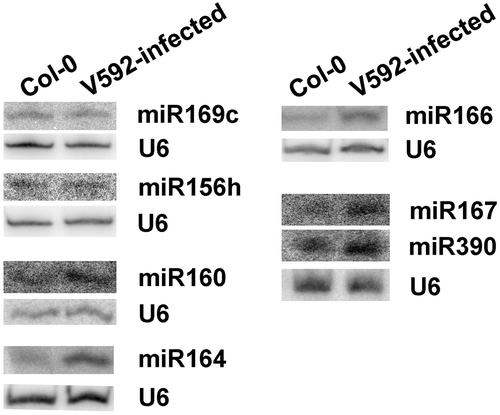 Figure 3. Northern blots confirm the altered miRNAs expression in Col-0 and V592-infected roots. U6 served as the loading control.