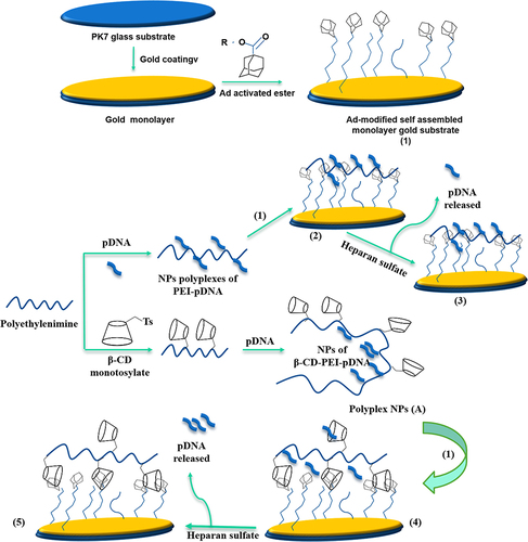 Figure 8 Schematic representation of CD-AuNPs immobilization on Ad substrate via inclusion complexation for pDNA concentration according to the following steps. (1) Ad-modified self-assembled monolayer (SAM) gold substrate; (2) Immobilization of PEI-pDNA polyplex NPs on the modified SAM; (3) pDNA using Heparane; (4) Immobilization of β-CD-PEI-pDNA polyplex NPs on the modified SAM; (5) pDNA using Heparane.