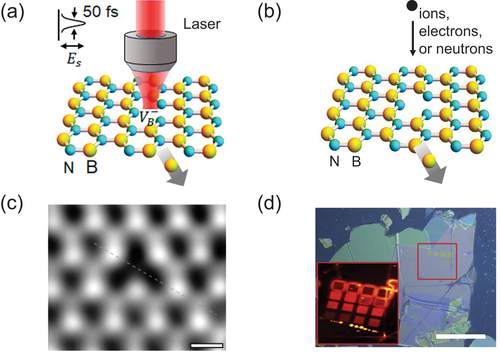 Figure 2. (a) Creation of spin defects via femtosecond laser writing. Reproduced from [Citation74]. Copyright of American Chemical Society. (b) Creation of spin defects via ion, electron or neutron irradiation. (c) a TEM image of a boron vacancy defect in an hBN 2D lattice. The scale bar is 0.2 nm. Reproduced from [Citation75]. Copyright by American Physical Society. (d) an optical image of an exfoliated hBN flake after ion implantation with a focused ion beam. The inset shows a PL map of the patterned area. The scale bar is 20 m. Reproduced from [Citation76]. Copyright by American Chemical Society.