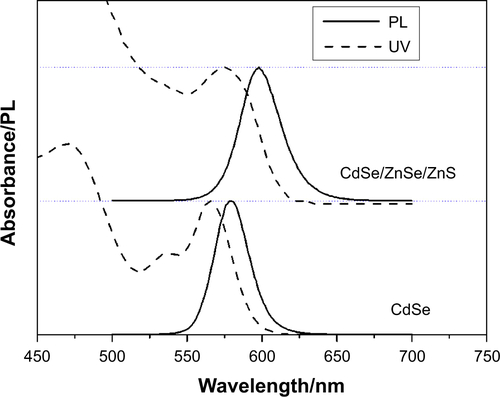 Figure S1 UV-Vis absorbance and fluorescent spectra of CdSe core and CdSe/ZnSe/ZnS core/shell/shell QDs.Abbreviations: UV, ultraviolet; UV-Vis, ultraviolet-visible; PL, photoluminescence; QDs, quantum dots.
