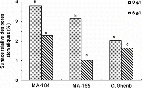 Fig. 5 -Effect of NaCl on the relative area of stomatal pores of white poplar clones (MA-104, MA-195 and O. Gherib). Values represent the mean of forty-eight individual measurements. Fig. 5. Effet de NaCl sur la surface relative des pores stomatiques des clones de peuplier blanc (MA-104, MA-195 et O.Gherib). Les valeurs représentent les moyennes de quarante-huit mesures individuelles.