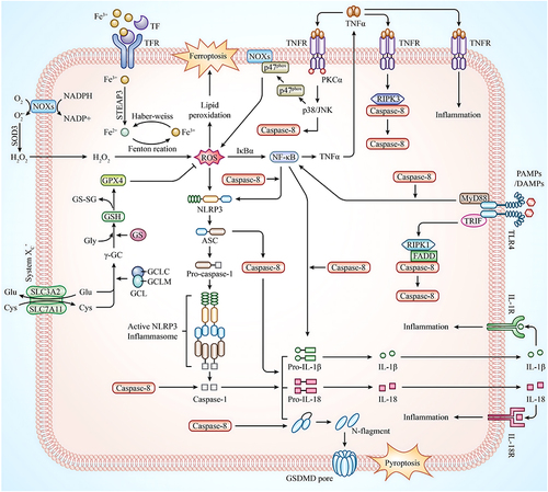 Figure 16 Diagram of the proposed mechanism for the involvement of caspase-8 in the ferroptosis, pyroptosis pathway in RA.