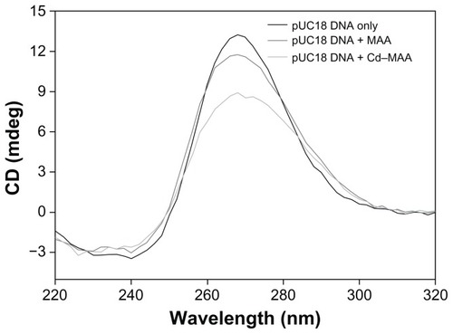 Figure 7 CD spectra of pUC18 DNA.Notes: The interactions of pUC18 DNA with MAA and Cd–MAA were at a ratio of compound:DNA = 0.4. All the spectra were recorded in Tris-HCl buffer, pH 7.0.Abbreviations: CD, circular dichroism; MAA, mercaptoacetic acid; Cd-MAA, cadmium-mercaptoacetic acid.