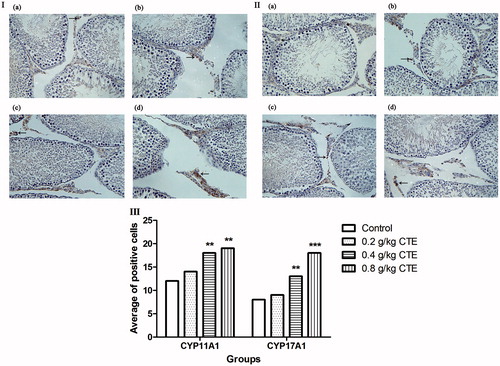 Figure 4. CYP11A1 and CYP17A1 expressions detected by immunohistochemical staining. (a) Control group; (b) low-dose CTE group; (c) middle-dose CTE group; (d) high-dose CTE group. (I) CYP11A1 expression; (II) CYP17A1 expression; (III) Average number of positive cells. Arrows indicate positive cells (IHC, ×400). Values are means ± SD. **p < 0.01, ***p < 0.001 versus control.