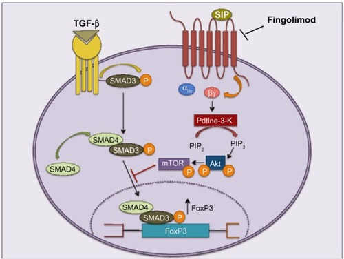 Figure 6 Fingolimod enhances the production of TReg cells by acting as a functional antagonist of S1P1Rs.