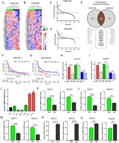 Figure 1. MEIS1 is highly expressed in GSCs. (A, B) Cluster heatmap for 208 homeobox-related genes in the GSE4536 dataset. (C, D) Log-rank fold-change for homeobox-related genes in the GSE4536 dataset. (E) The top 20 homeobox-related genes from the NOB1228 and NOB0308 are cell lines displayed in a Ven diagram. (F, G) Kaplan-Meier survival analysis of glioma patients with MEIS1High/Low expression in the GSE16011 and GSE10847 datasets. (H, I) mRNA expression levels of MEIS family genes in the GSE4536 dataset; (J) RT-qPCR analysis of the MEIS1 basal mRNA levels in GBM cell lines (A172, A1207, U87MG, LN229), GSC lines (GSC11, GSC23), and NHA cells. (K-O) RT-qPCR analysis of MEIS1, CD15, CD133, GFAP, and TUBB3 in NBE- and serum-cultured GSC11 and GSC23 cells.