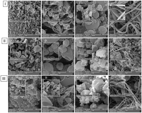 Figure 1. SEM images of (І) ATV/PVP, (ІІ) EZT/PVP and (ІІІ) ATV/EZT:PVP nano-solid dispersions, (A) and (B) ESs with the drug to polymer ratio of 1:1 and solution concentrations of 10% and 20% (w/v), respectively, (C) and (D) ESs with the drug to polymer ratio of 1:5 and solution concentrations of 10% and 20% (w/v), respectively.