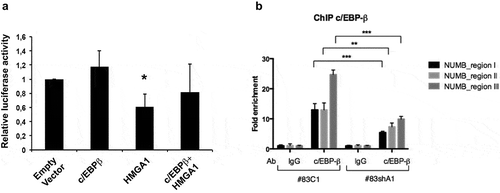 Figure 4. c/EBP-β coregulates the NUMB promoter together with HMGA1. (A) Histogram showing the relative luciferase activity of the NUMB promoter reporter construct in HEK293 cells in the presence of HMGA1 and c/EBP-β-expressing constructs. Luciferase activity was normalized by β-galactosidase activity. Data are the mean value of four independent experiments ± SD (* p ≤ 0.05; Student’s t-test). (B) ChIP assay for c/EBP-β on NUMB promoter regions I–III, using immunoprecipitated chromatin from BTSC#83C1 and BTSC#83shA1 cells. The 2–ΔΔCt formula was used to calculate the relative fold enrichment, normalized to its IgG reference and relative to the calibrator (input). (***p ≤ 0.001, ANOVA test).