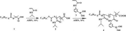 Scheme 2 Synthesis of poly(3-acrylamidophenylboronic acid)-b-poly(N-isopropylacrylamide) (PNIPAM-b-PAPBA) via RAFT