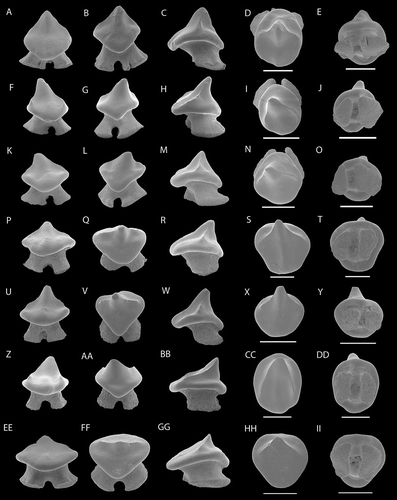 Figure 2. SEM photographs of teeth of Raja manitaria sp. nov. male teeth: NRM-PZ P16271, (A), labial; (B), lingual; (C), profile; (D), occlusal; (E), basal views, NRM-PZ P16270, (F), labial; (G), lingual; (H), profile; (I), occlusal; (J), basal views, NRM-PZ P16269, (K), labial; (L), lingual; (M), profile; (N), occlusal; (O), basal views; NRM-PZ P16268, (P), labial; (Q), lingual; (R), profile; (S), occlusal; (T), basal views; NRM-PZ P16267, (U), labial; (V), lingual; (W), profile; (X), profile; (Y), basal views; female teeth: NRM-PZ P16266, (Z) labial; (AA), lingual; (BB), profile; (CC), occlusal, (DD), basal views; NRM-PZ P16265, (EE) labial; (FF), lingual; (GG), profile; (HH), occlusal; (II), basal views.Note: Scale bar equals 1 mm.