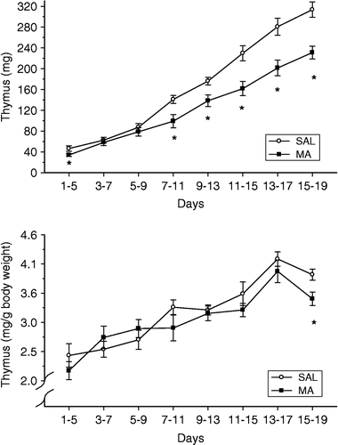 Figure 3 Thymus weights of animals following either 10 mg/kg MA or SAL for five consecutive days with a dosing regimen of four administrations per day for the first four days and then a single administration on the fifth day. The weights of pups and thymus from a litter were averaged on each day and a t-test performed to determine significance. The top panel represents the raw thymus weights of the animals, whereas the bottom graph represents the thymus weights as a percent of body weight (Table I). Examination of the raw thymus weights demonstrates that a decrease in weight relative to SAL treatment was observed following most dosing regimens, with the exception of days 3–7 and 5–9. Only animals receiving MA from postnatal day 15–19 had smaller thymus weight expressed as percent body weight, relative to SAL treatment. *p < 0.05.