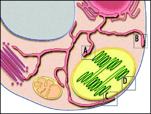 Figure 2 Possible routes for lipid trafficking from chloroplasts to plasma membrane, at MCSs in a plant cell. (A–D) denote proposed contact zones for DGDG trafficking between membranes, as described in the text: (A), chloroplast-ER (PLAM) contact; (B), plasma membrane-ER contact; (c), ER in contact with both chloroplast and plasma membrane; and (d), contact between chloroplast and plasma membrane. Other possible MCSs pictured are between the ER and mitochondria, trans-Golgi and tonoplast, respectively.