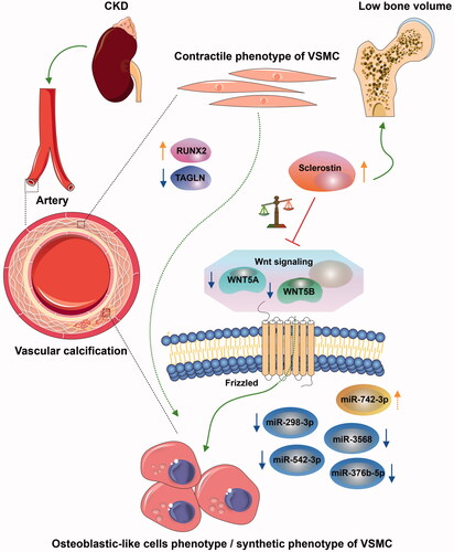 Figure 8. Interaction between sclerostin and WNT5A/WNT5B may be involved in CKD-associated vascular calcification via miR-542-3p, miR-298-3p, miR-376b-5p, miR-3568, and miR-742-3p. The osteochondrogenic transdifferentiation of VSMC phenotype is depicted by switching of the contractile phenotype of VSMC into the osteoblastic-like cell phenotype/synthetic phenotype in CKD. The arrow colors indicate the following: orange, upregulated; blue, downregulated; green, promoted; and red, prevented.