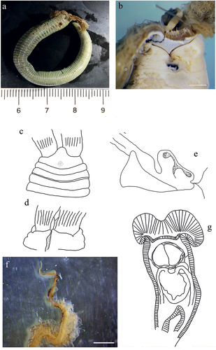 Figure 2. Myxicola sp. 1. (a) entire worm; (b) peristomial mid-lateral incision; (c, d) scheme of the peristomal ring: (c) ventral view; (d) dorsal view; (e) complex of ventral and dorsal lips; (f) radiolar tip; (g) scheme of radiolar section. Scale bars: b, f = 1 mm.