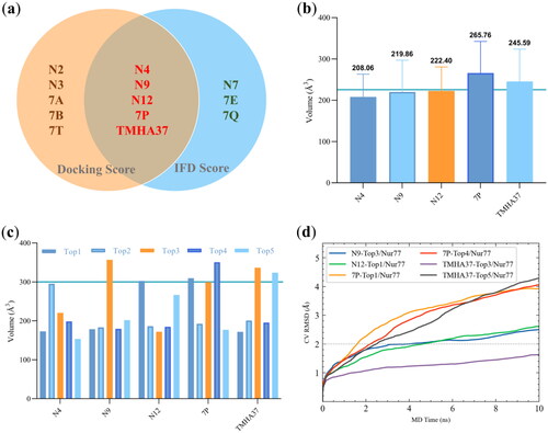 Figure 2. Induced fit docking study of target compounds with Nur77 at Site C. (a) Venn diagram analysis of the top five docked conformations of each complex with both docking scores <−9.5 and IFDscore <−488.50. (b) Average binding volumes of the top-five docking poses of Nur77 in complex with N4, N9, N12, 7P, and TMHA37, respectively. (c) Binding volumes of the top-five docking poses of N4, N9, N12, 7P, and TMHA37 with Nur77, respectively. (d) Binding pose metadynamics of the top-ranked docking poses.