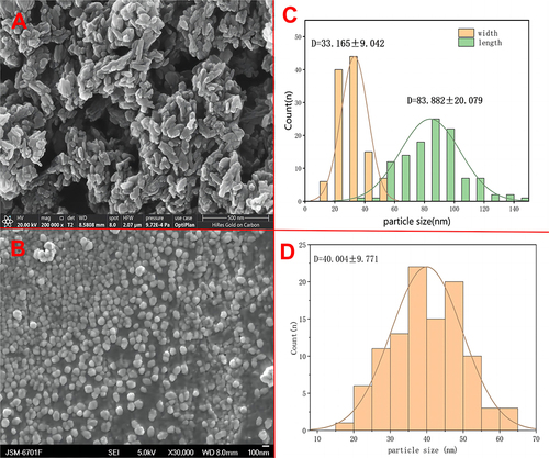 Figure 2 SEM images of nHA(A) and Mg-nHA(B), Histogram of statistical analysis of particle size of nHA(C) and Mg-nHA(D) according to the SEM plot.
