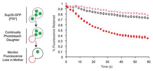 Figure 3 Transmission of Sup35 protein to daughter cells is conformation-dependent. (left) Schematic of fluorescence loss in photobleaching assay (FLIP) for Sup35 transmission to daughter cells. Bleached daughter (red) and monitored mother (black) are indicated. (right) Fluorescence retention in mother cells expressing Sup35-GFP in the [PSI+]strong (white), [PSI+]weak (pink) or [psi−] (red) conformation.