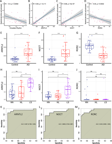 Figure 4 Validation of three key genes in an external cohort. (A) Dendritic cells are negatively correlated with the circadian rhythm levels (R = − 0.4, p = 0.0092). (B) ARNTL2 expression levels are positively correlated with dendritic cells (R = 0.83, p = 1e-11). (C) NOCT expression levels are positively correlated with the dendritic cells (R = 0.68, p = 6e-07). (D) RORC expression levels are negatively correlated with dendritic cells (R = − 0.44, p = 0.0032). (E and F) ARNTL2 and NOCT expression levels are significantly upregulated in atopic dermatitis group. (G) RORC expression levels are significantly downregulated in atopic dermatitis group. (H and I) ARNTL2 and NOCT expression levels are positively correlated with the severity of atopic dermatitis. (J) RORC expression levels are unchanged in the GSE120721 database. (K–M) The receiver operating characteristic curve shows robust predictive abilities of ARNTL2, NOCT, and RORC genes, with areas under the curve of 0.907, 0.866, and 0.943, respectively. **p < 0.01; ****p < 0.0001.