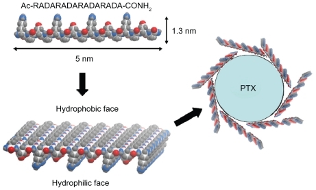 Figure 5 Schematic representation of the interaction between RADA16 peptides and PTX. All alanine residues are present on the hydrophobic face of the RADA16 β-sheet, and the hydrophilic face consists of alternating arginine and aspartic acid residues (carbon, white; oxygen, red; nitrogen, blue; hydrogen, gray).Abbreviation: PTX, paclitaxel.