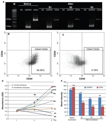 Figure 2 Expression of CD44 was markedly decreased after transfection with CD44 siRNA. The CD44 knockdown CD44+CD24− cells exhibited decreased expression of CD44 at a transcriptional level as confirmed by RT-PCR (A) and band intensity on agarose gel analyzed with GelAnalyzer software (E). At the translational level, this was confirmed by flow cytometry (C) and compared with cells where knockdown did not occur (B). The CD44 knockdown cells proliferated slowly with a decrease in the total number of cells compared with normal cells (D).