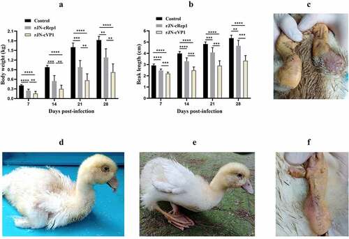 Figure 8. Comparison of body weights, beak lengths and other signs between therJN-cRep1 and the rJN-cVP1 infected ducks. (A-B) Comparison of body weights and beak lengths among the chimeric virus infection groups and the control group. *,p<0.05; **, p < 0.01; ***, p < 0.001; ****, p < 0.0001; (C) Two ducks in the rJN-cRep1 infection group showed red and swollen metatarsus at 28 dpi. (D-F) Ducks in the rJN-cVP1infection group showed typical signs of SBDS at 28 dpi, including dwarfishbody, tongue protrusion, lameness, delayed molt, and red and swollen metatarsi.