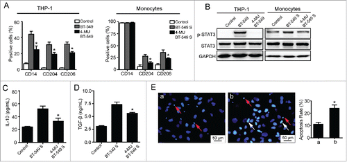 Figure 3. 4-MU inhibits the formation of M2 macrophages by suppressing HA synthesis. (A) Flow cytometry analysis showing expression levels of CD14, CD204, and CD206 in THP-1 cells and monocytes. (B) Western blot analysis of STAT3 phosphorylation levels of THP-1 cells and monocytes. (C, D) Levels of IL-10 and TGF-β secreted by monocytes were measured by ELISA assay. (E) Apoptosis of BT-549 cells induced by monocytes. (a) BT-549 cells co-cultured with monocytes which were treated with 50% BT-549 supernatant for 72 h. (b) BT-549 cells co-cultured with monocytes which were cultured in 50% supernatant of 4-MU treated BT-549 cells for 72 h. All data represented are shown as mean ± s.d. from three independent experiments. *p < 0.05, **p < 0.01, ***p < 0.001 (* VS BT-549 or BT-549S).