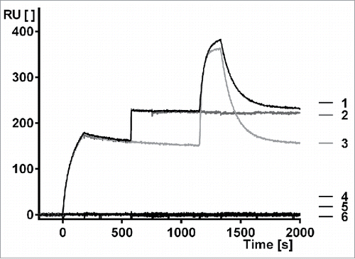 Figure 5. Surface plasmon resonance measurement to show simultaneous binding of MP0250 to HGF, VEGF-A, and human serum albumin. Setup: Human HGF is immobilized, MP0250 is injected (time 0 to 180 seconds) followed by a short buffer injection, human VEGF-A is then injected (time 600 to 780 seconds) followed by a short buffer injection, and finally HSA is injected (time 1200 to 1380 seconds), followed by a longer buffer injection. Trace 1 is the full measurement, traces 2–6 are control measurements (2: No HSA injected; 3: no human VEGF-A injected; 4: No MP0250, no human VEGF-A, and no HSA injected; 5: No MP0250 and no HSA injected; 6: No MP0250 and no human VEGF injected). RU: resonance units [ ]; t: time [s]. The measurement indicates that MP0250 binds to the immobilized HGF and can then bind VEGF-A to full saturation, indicating complete HGF/VEGF/MP0250 complex formation. This complex is then able to bind HSA, indicating that MP0250 can bind all targets simultaneously. The maximum signal of trace 1 being higher than trace 3 indicates that at least a fraction of the complexes consists of the full MP0250/HGF/VEGF-A/HSA complex. The controls indicate that no unspecific binding occurs in the measurement.