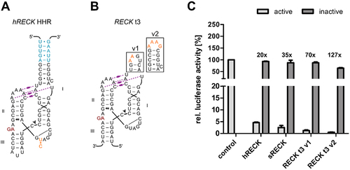 Figure 5. (A) For optimization a shortened version (sRECK) of the human RECK HHR (hRECK) was generated by removal of the nucleotides shown in blue. (B) Two engineered type III HHR versions were generated with different capping sequences for stem I (RECK t3 v1 and v2). (C) Dual-luciferase assay evaluating the activity of the optimized RECK HHR versions depicted in (A) and (B) in HeLa cells. Relative Renilla luciferase activity is shown for constructs containing the active and inactivated version. Shown are mean and standard deviation of three independent measurements, each performed in technical triplicates. The respective ON/OFF-ratios between active and inactive constructs are displayed above.