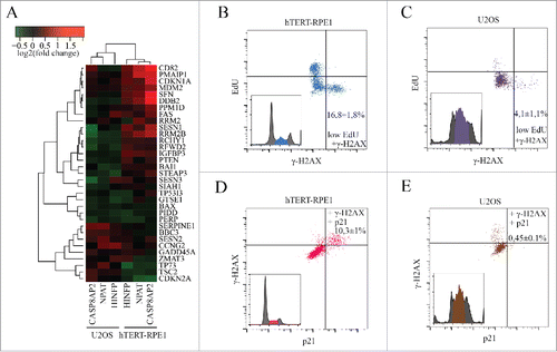 Figure 4. CASP8AP2 siRNA triggers activation of a p53 dependent S-phase checkpoint in normal but not in tumor cells. (A) Analysis of p53 target gene expression 3 d after knockdown of the indicated transcriptional regulators of histone genes. (B, C) Flow cytometry analysis of CASP8AP2 siRNA treated hTERT-RPE1 (B) and U2OS (C) cells indicates that non-replicated cells arrested in S-phase express a marker for DNA damage signaling (γ-H2AX; low right hand corner). (D, E) hTERT-RPE1 (D) but not U2OS (E) cells with activated DNA damage signaling have activated p53, based on expression of the p53 target-gene p21 (upper right hand corner).