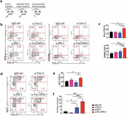 Figure 4. Acute effects of administration of Tim-3 and PD-1 mAbs