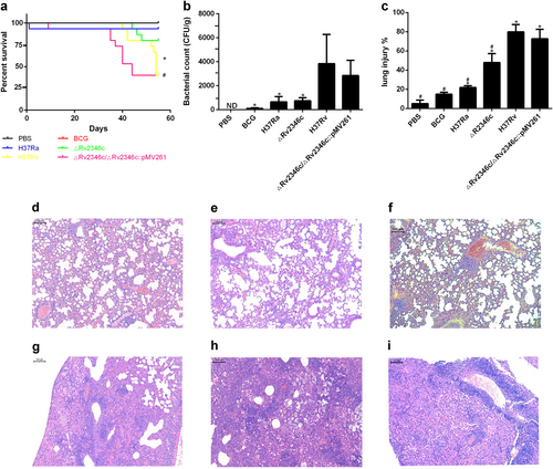 Fig. 7 Effect of Rv2346c enhanced Mtb virulence.C57BL/6 mice were intratracheally infected with BCG, H37Ra, ΔRv2346c, H37Rv, or ΔRv2346c/ΔRv2346c::pMV261. Survival was monitored until 55 dpi. * P < 0.05 ΔRv2346c group vs. H37Rv group, #P < 0.05 ΔRv2346c group vs. ΔRv2346c/ΔRv2346c::pMV261 group (a). Lungs were collected at 35 dpi and used for a CFU assay or H&E staining. CFUs were normalized to grams of the lung tissue. *P < 0.05 vs. H37Rv group (b). Morphometric analysis of the total lesion was performed on H&E-stained sections of lung tissues. Scale bar represents 100 μm (d–i). Histograms show the mean percentage of lesion area within the total lung. *P < 0.05 vs. PBS group, #P < 0.05 vs. H37Rv group (c). In the survival assay, 15 mice were used for each group; the CFU results are representative of five independent experiments; the lung injury results are representative of three independent experiments. Data are presented as the means ± SD. d PBS; e BCG; f H37Ra; g ΔRv2346c; h H37Rv; i ΔRv2346c/ΔRv2346c::pMV261. dpi days post infection, ND not determined