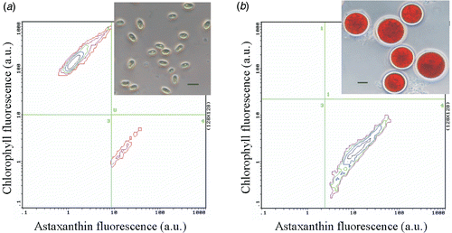 Fig. 1. Biparametric histograms of H. pluvialis cultures: astaxanthin fluorescence (FL2, 575 ± 15 nm; arbitrary units) vs chlorophyll a fluorescence (FL4, 675 ± 25 nm; arbitrary units). Analysis of flow cytometric data of H. pluvialis cultures after 96 h exposure to 0 nM (a) and 600 nM (b) of paraquat using chlorophyll a fluorescence to gate non-microalgal particles. Scale bar: 10 µm.