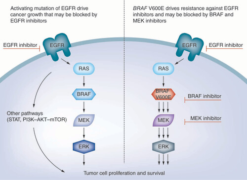 Figure 1. Schematic of BRAF V600E-mediated resistance to EGFR inhibition in cancers with EGFR-activating mutations.