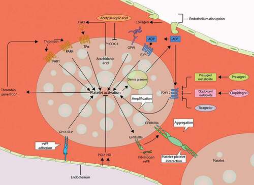 Figure 1. Platelet activation mechanisms and targets of antiplatelet therapy.